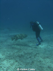 Grouper came right up to this diver. by Parker Corey 